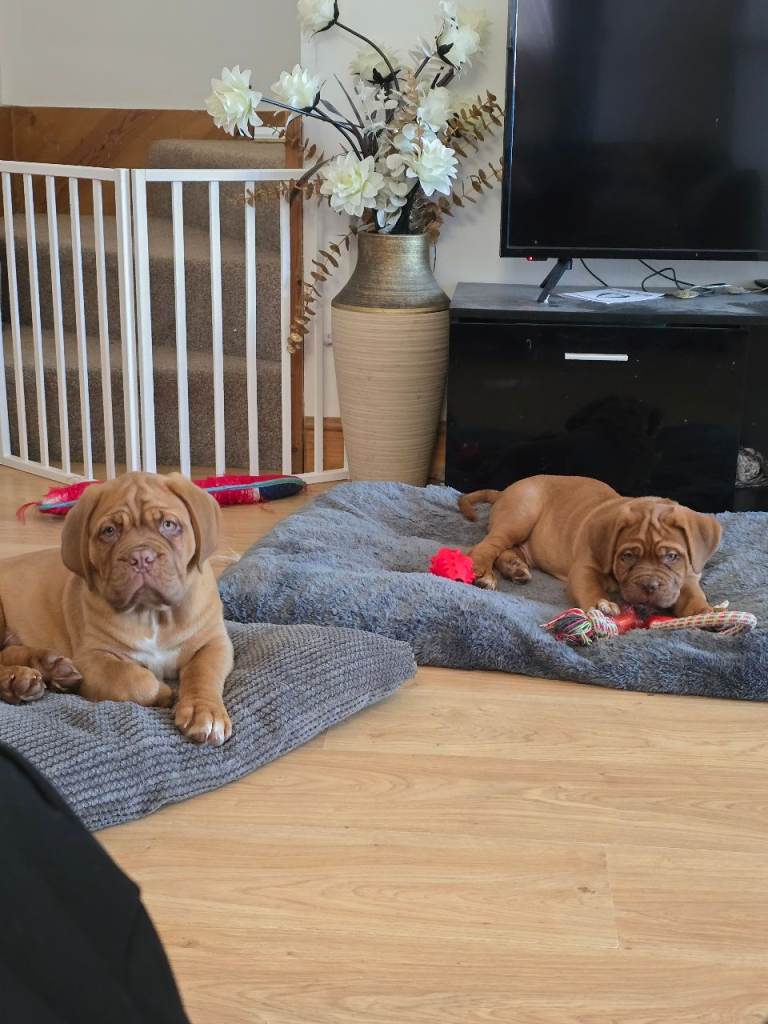 Dogue de bordeux puppies for sale!
