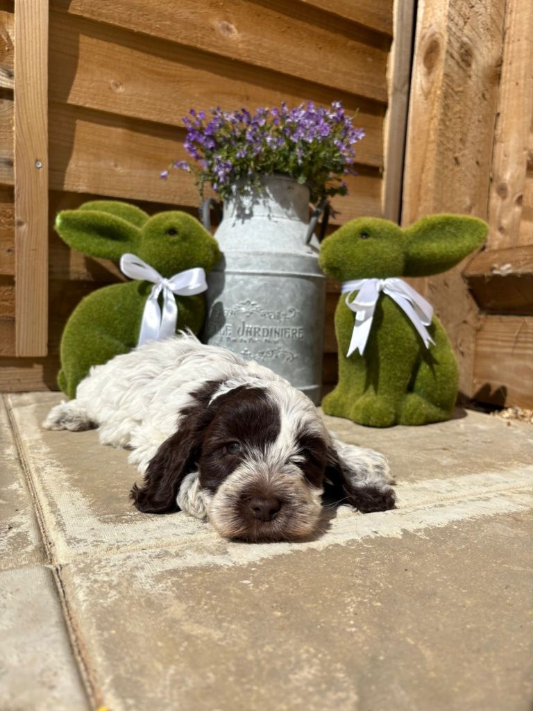 Roan cockapoo puppies 🐶 *Last boy available*