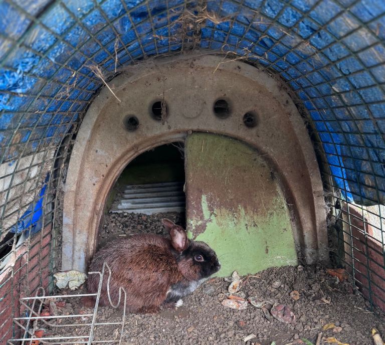 Rabbit for forever home 