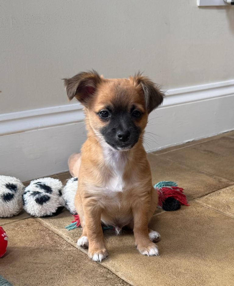 Long haired chihuahua boy available 