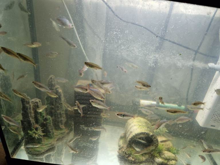 Red Tail Rainbow Fish, Siamese fighting fish (Betta) £5 Each - Full Setup Available