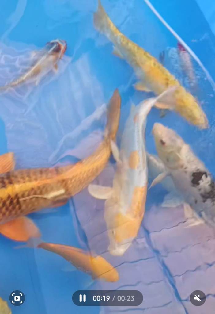 Various Koi Carp 
