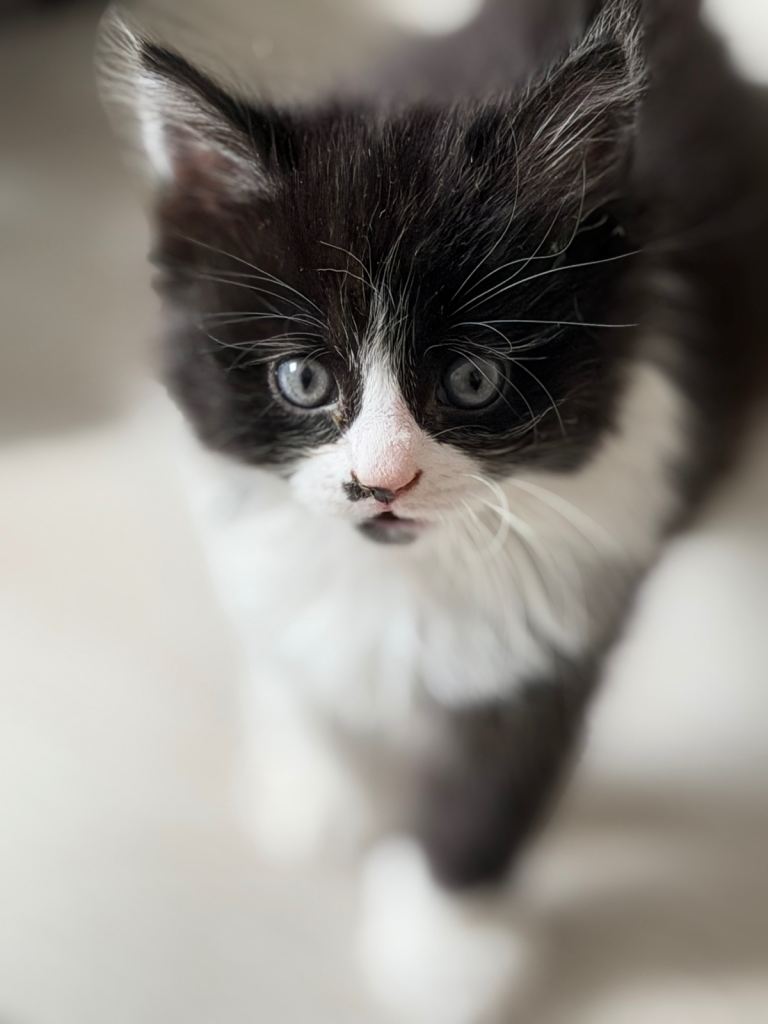 British Tabby Kittens – Ready Now