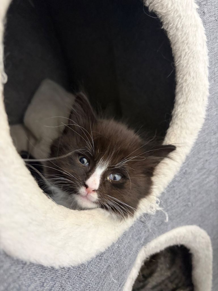 One long haired Siamese cross male kittens looking for forever homes. 