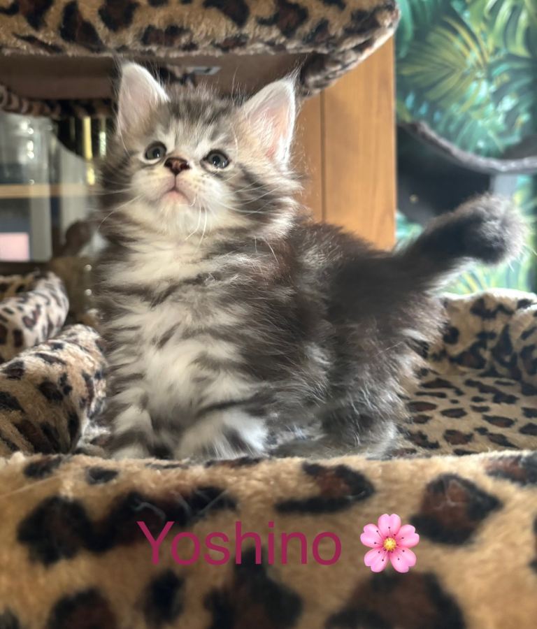 Stunning polydactyl Maine coons Tica registered 