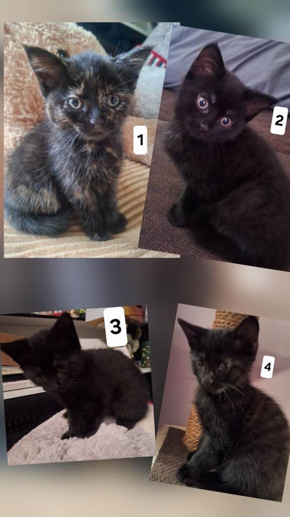 Lovely kittens:2 females and 2 males.£5
