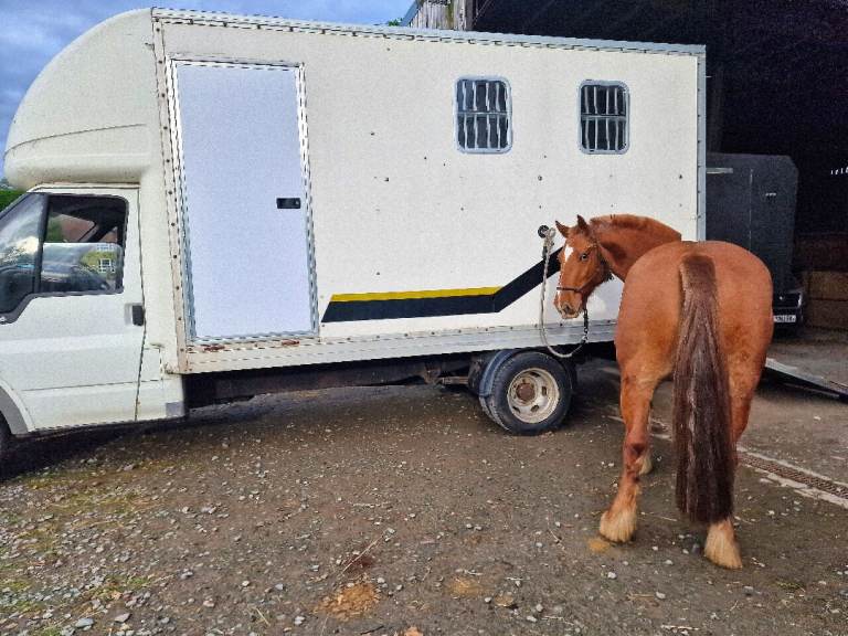 3.5T Horse Lorry - Ford, TRANSIT, Other, 2003, Manual, 2402 (cc)