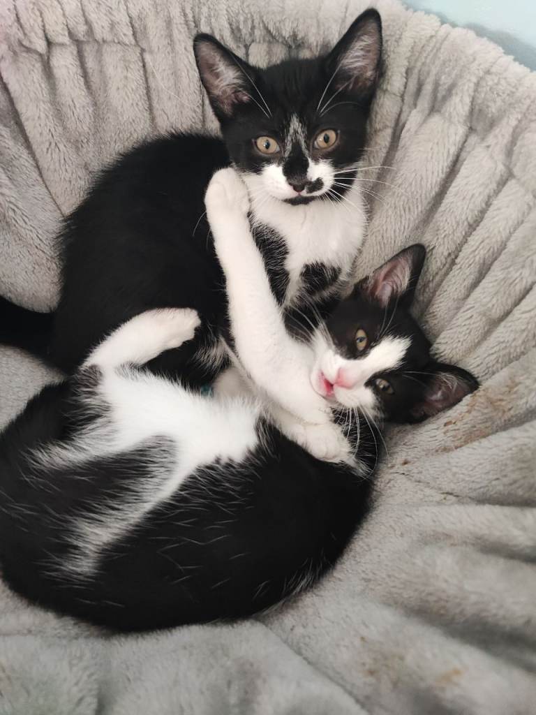 Playful kittens for new home 