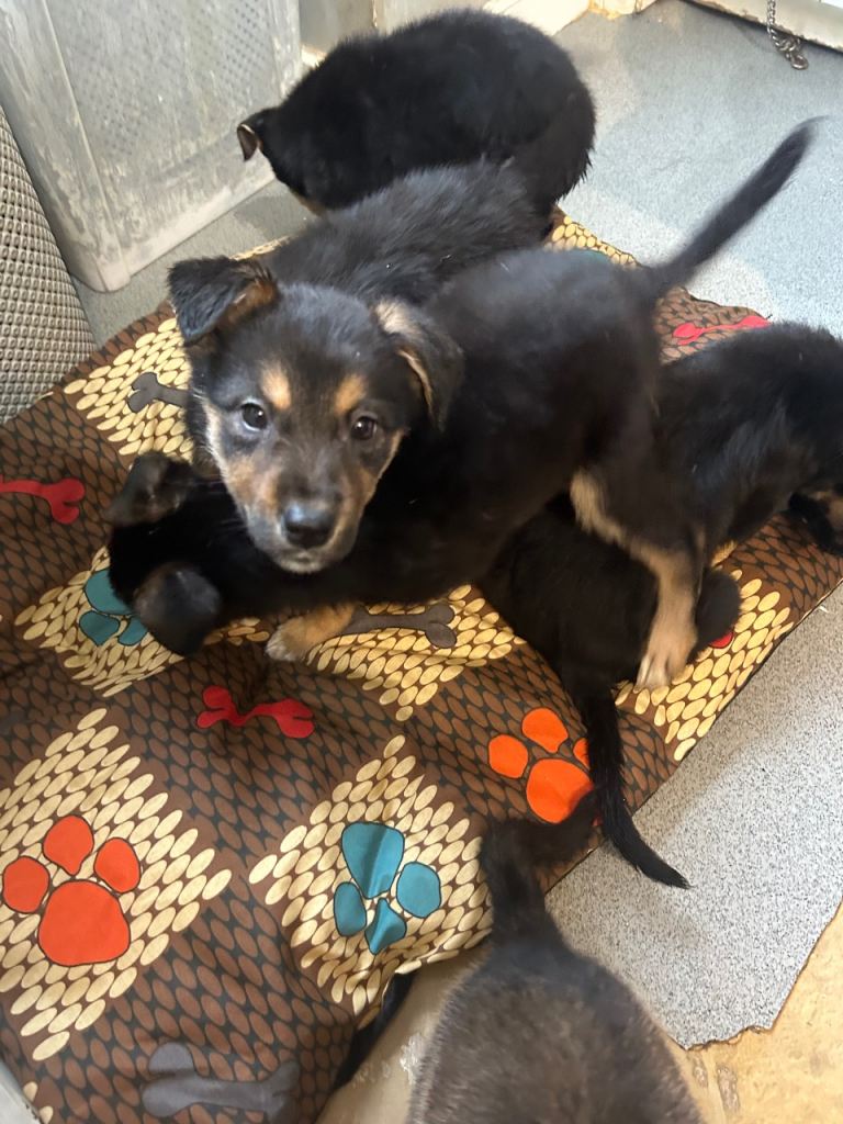 Rottweiler cross pups 