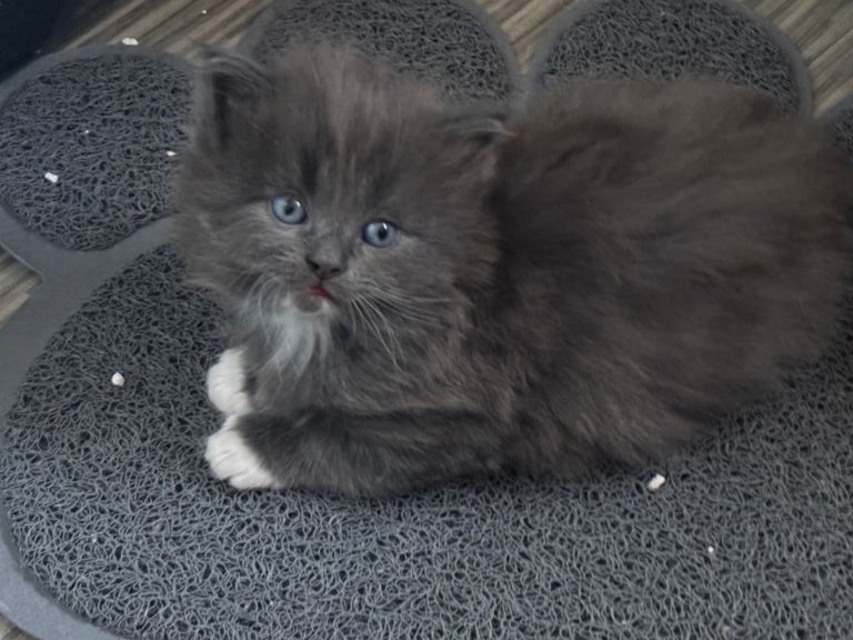 half norwegian kittens 