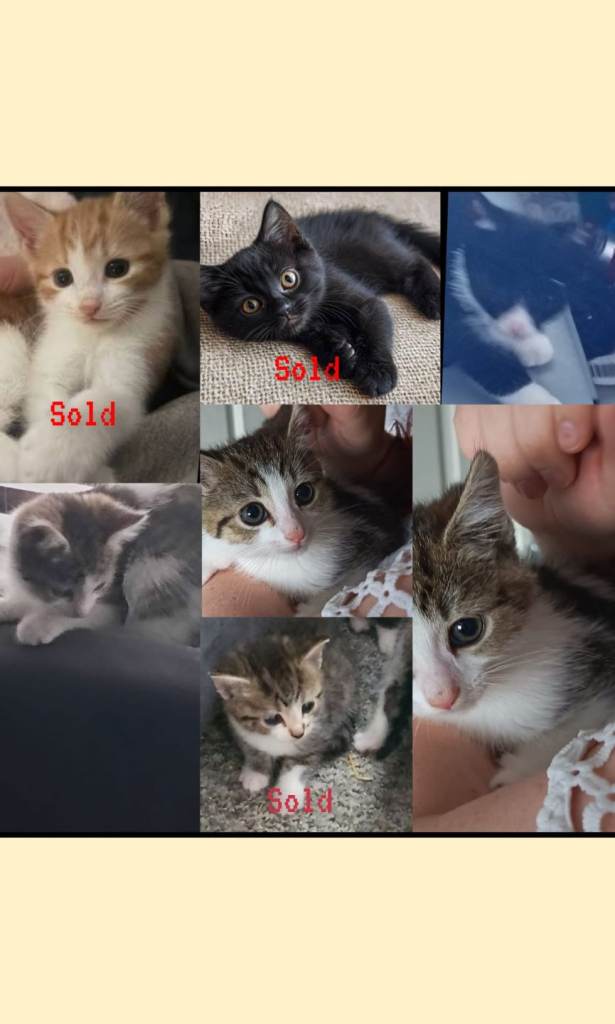 Kittens 