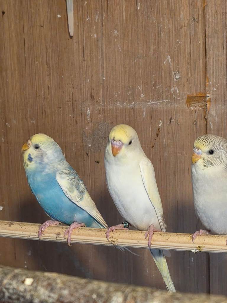 Baby budgies 