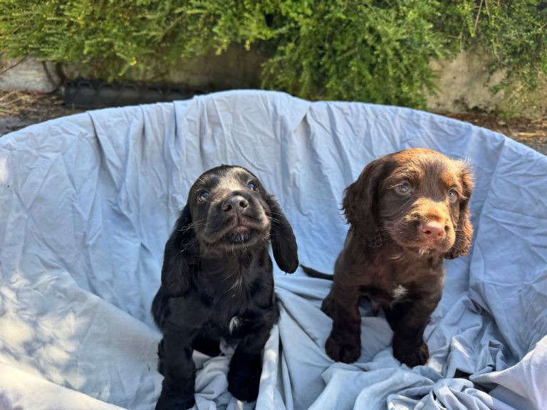 Last 2 Cocker spaniel puppies 