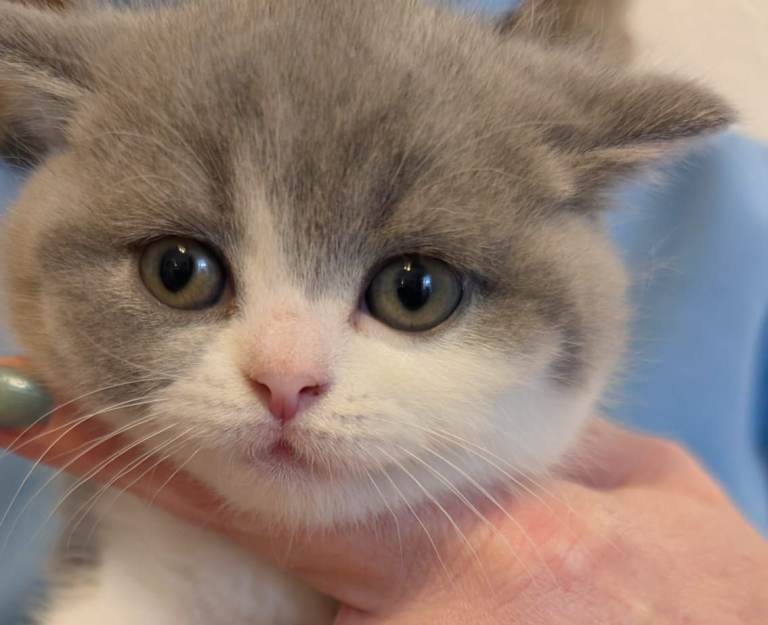 Stunning pedigree British short hair kittens 