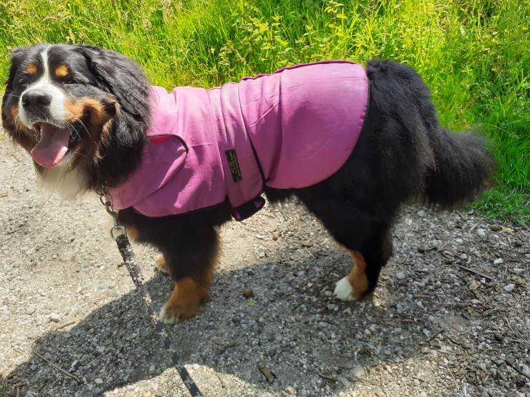 DOG COOLING COAT XL