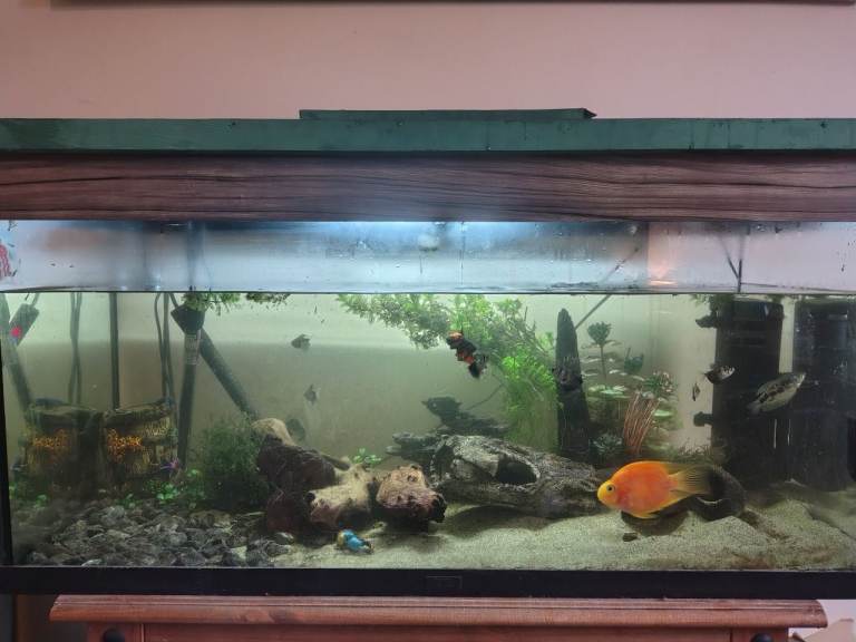 200 litre fish tank with fish