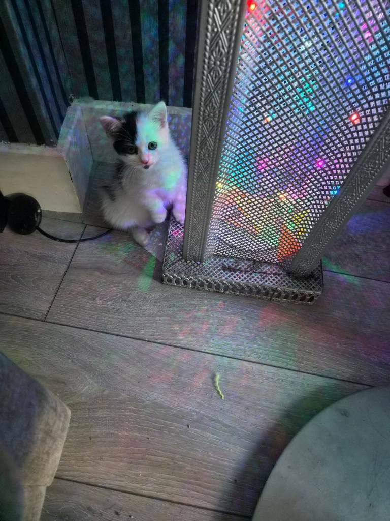 MALE kitten 