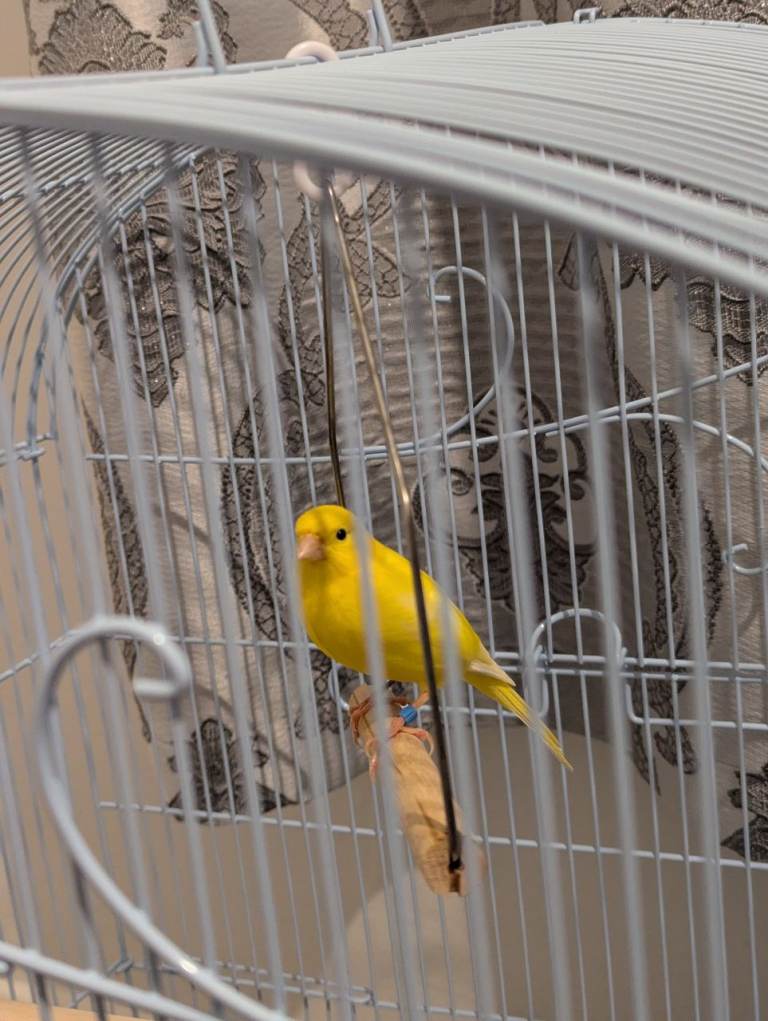 Male Canary 
