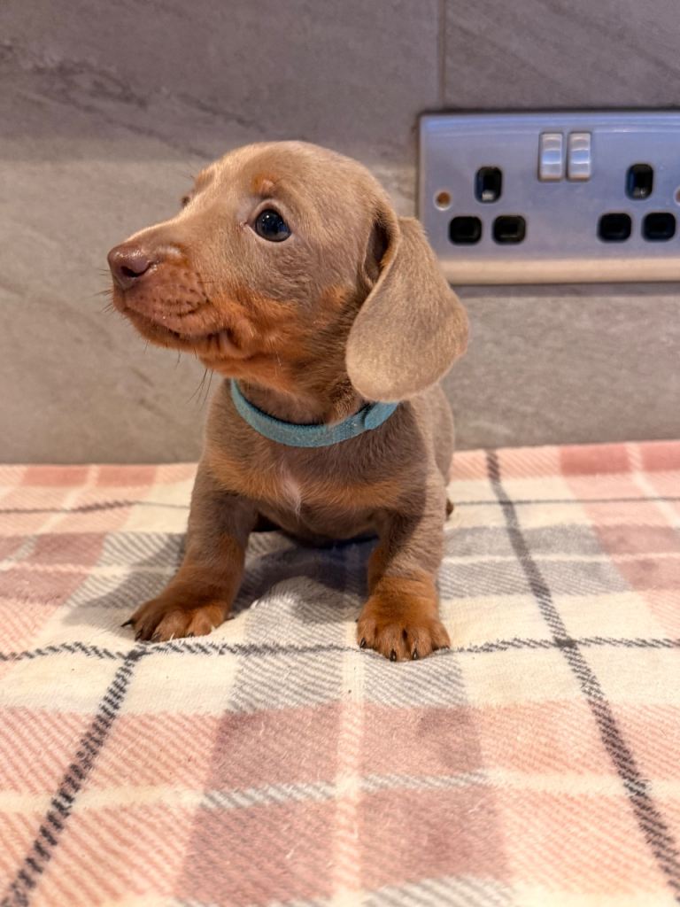 Last pup available  Isabella & tan 