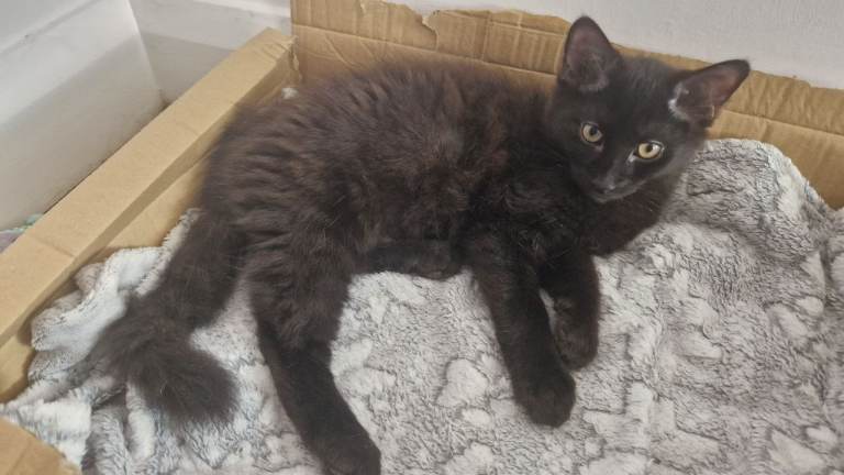 Kittens for rehomeing 