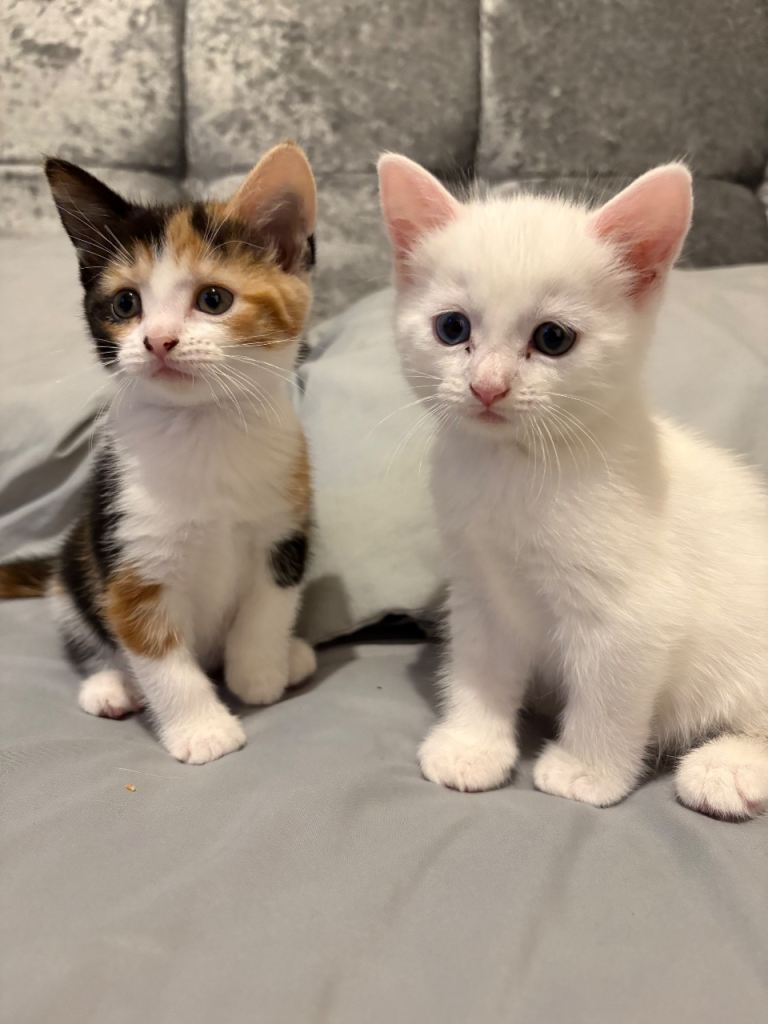 Kitten for sale. 