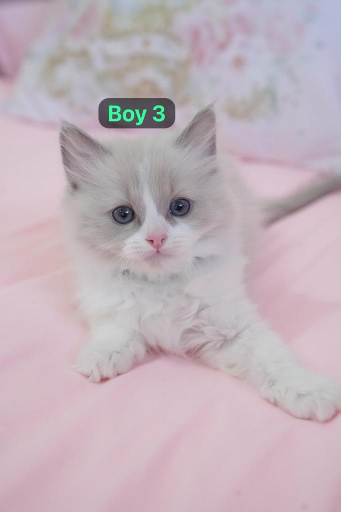 Ragdoll 