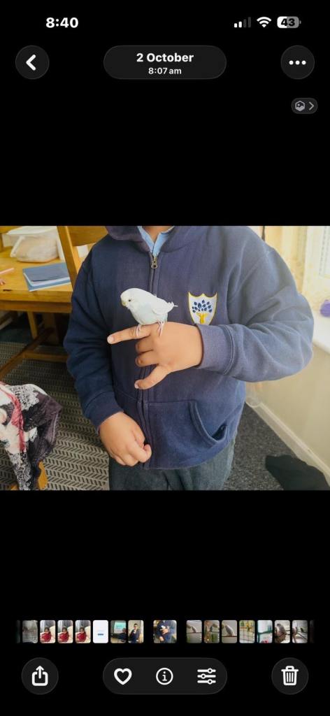 Female Grey Budgie for sale