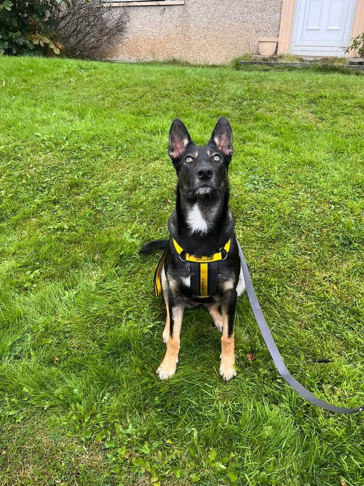 Shephard Cross 1 year old