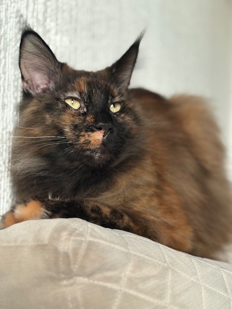 Beautiful Pedigree Main coon cat for adoption