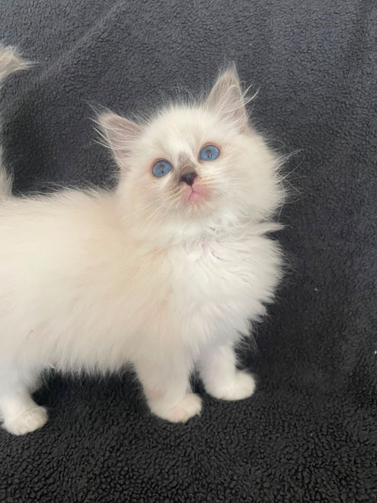 Pedigree Maine Coon X Pedigree Ragdoll Kittens 