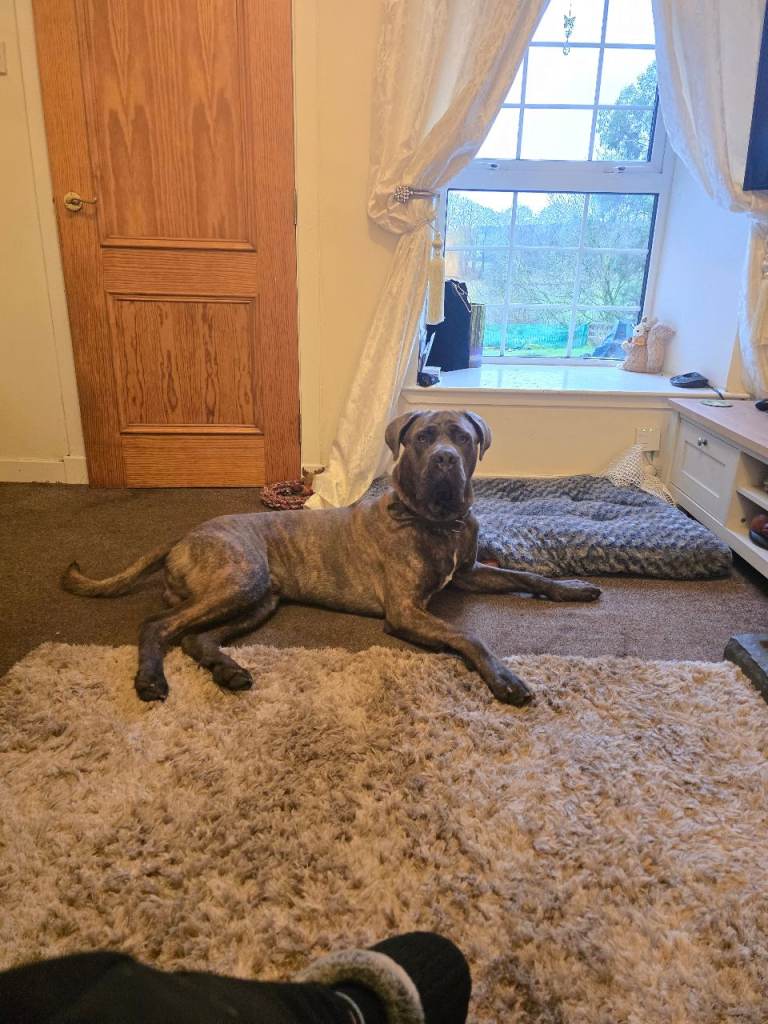 15 month old cane corso