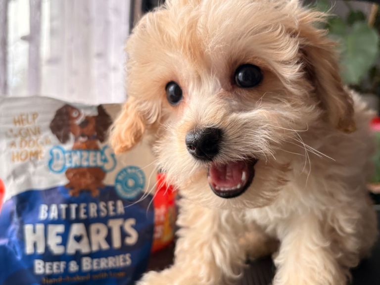 Maltipoo puppies