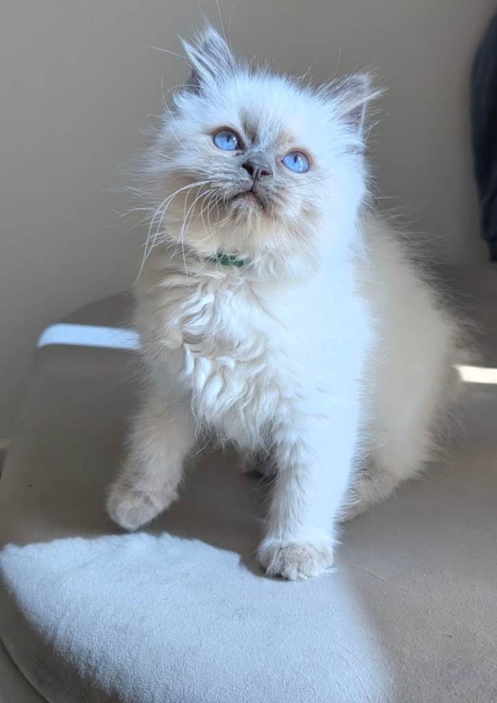 Blue Point& Seal Point Ragdol boys available 