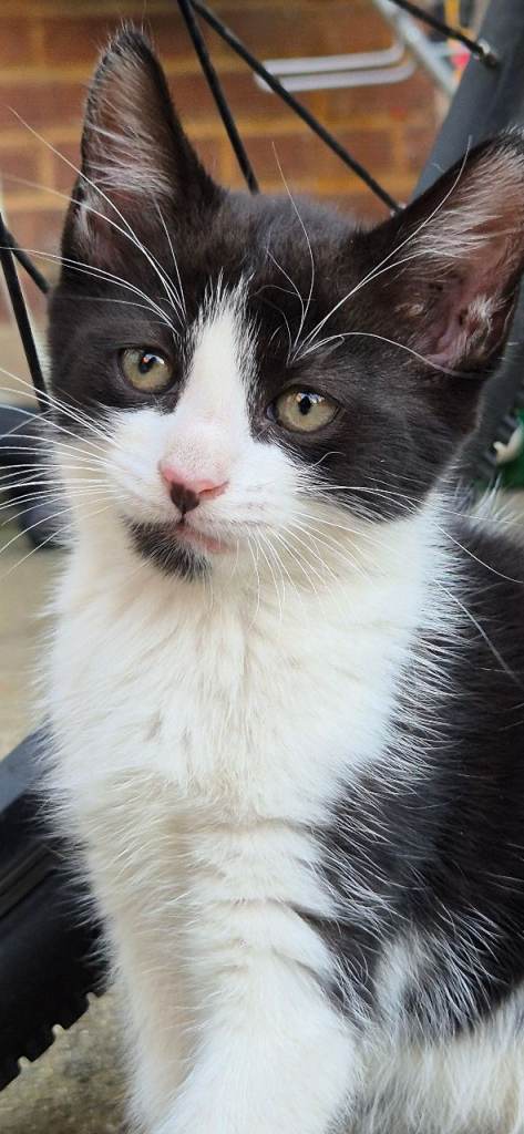 Beautiful kitten