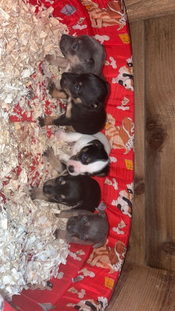 Stunning Jack Russell puppies 🏡
