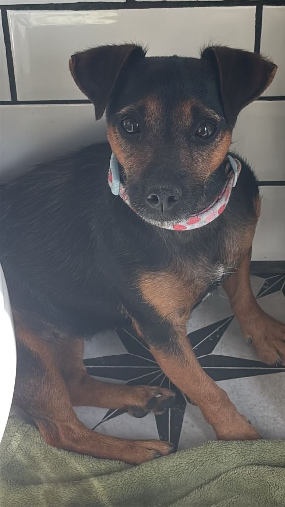 3 year old jack russell