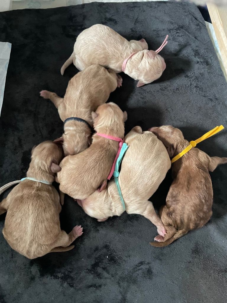 Toy/Miniature Cockapoos. Arrived today! 