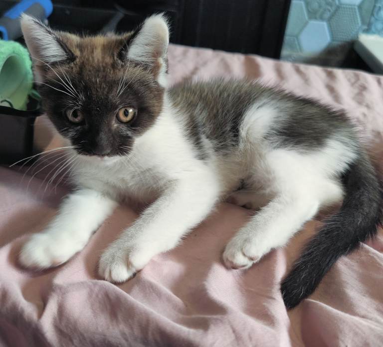Female kitten available 