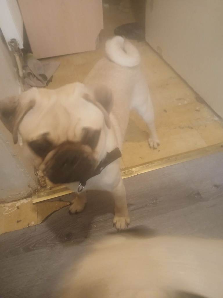 Pugs 