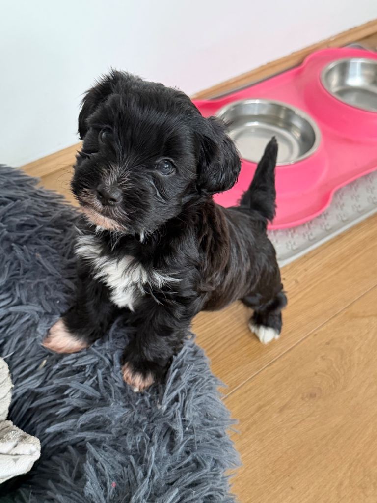 Bichon Frise x Yorkshire Terrier Puppies