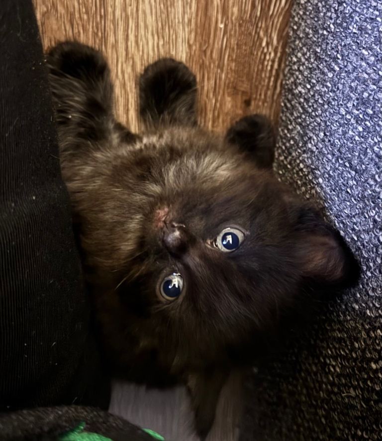 Bengal x tabby kittens 