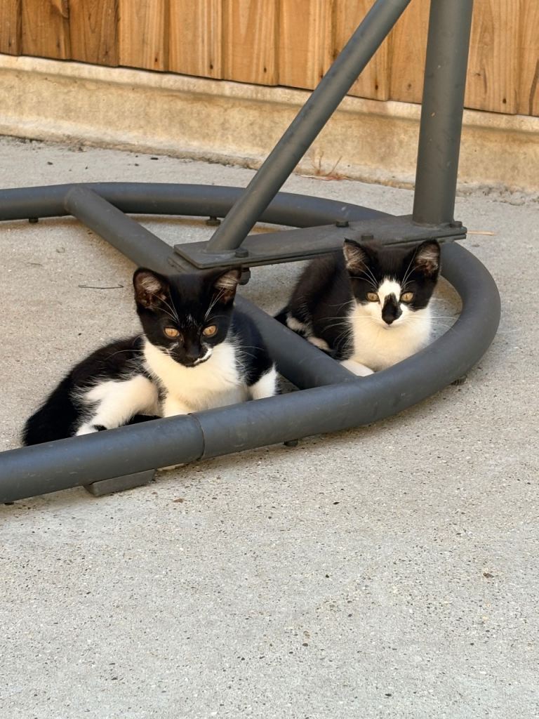 Kittens 