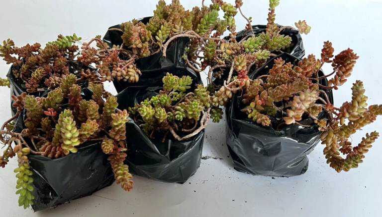 6 Rooted Trailing Sedum Succulent Plants – Hardy Evergreen Ground Cover