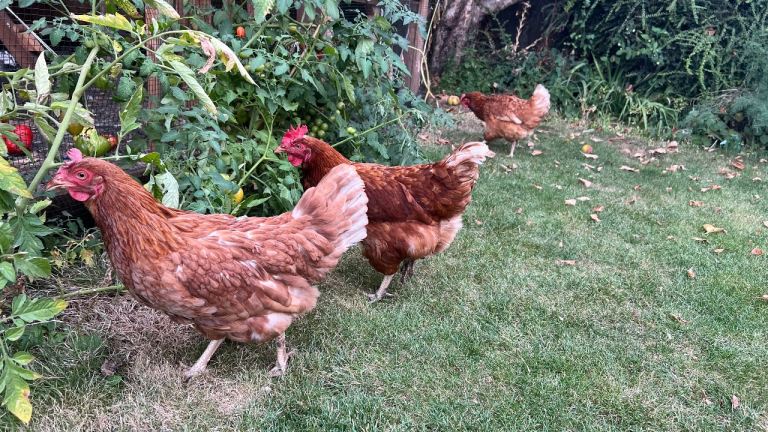 Chickens for sale 4 hens one rooster 