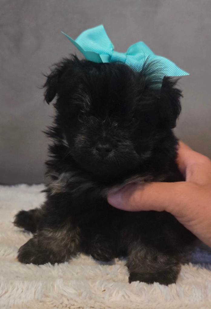 Pomeranians poodle