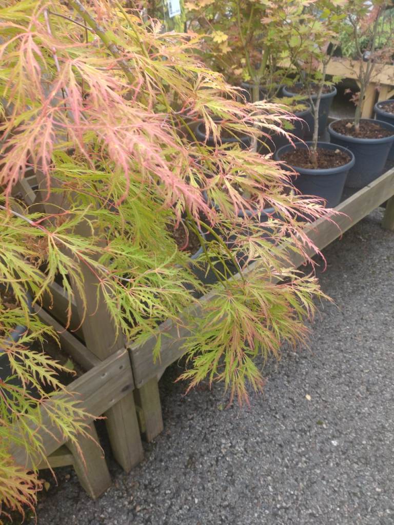 Wanted: green Acer branch