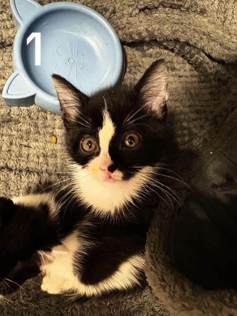 Beautiful Kiitens For Sale