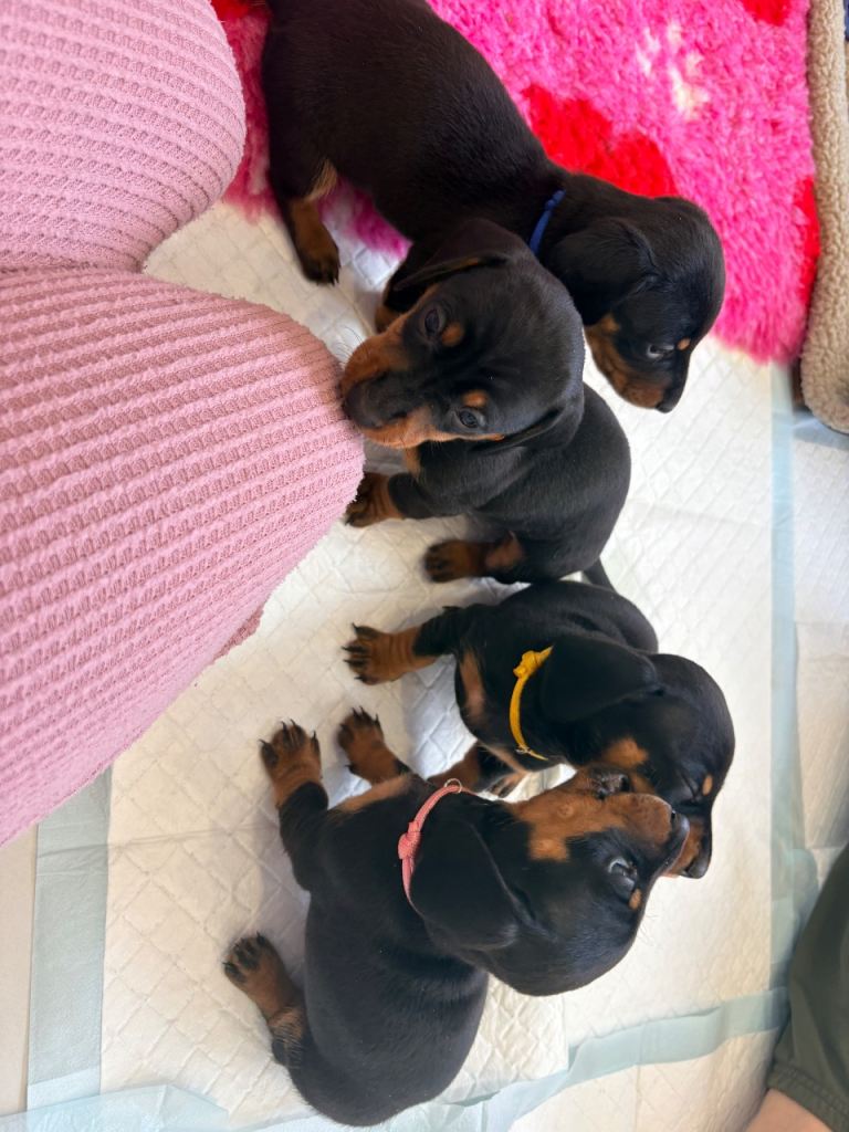 X2 male miniature dachshund puppies