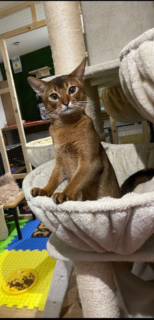 Last one Abyssinian boy ready to go🌟🌟🌟