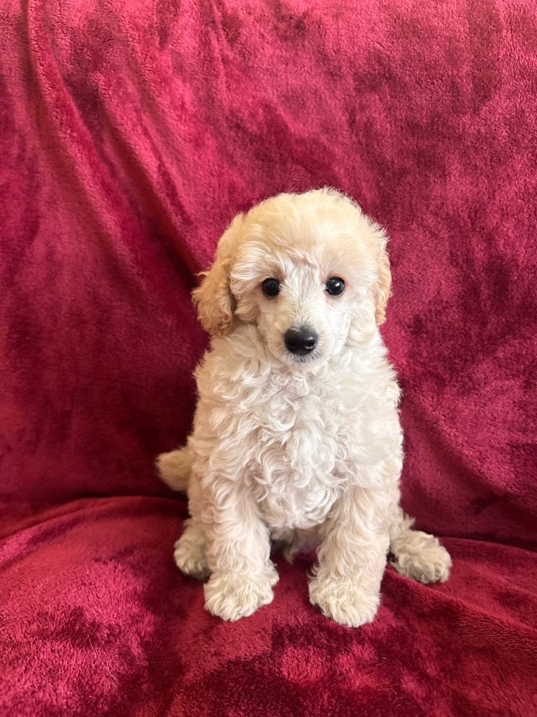 One 1left!! Ready Now kc reg extensively health checked toy poodle puppies 